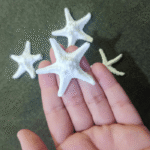 Sea theme item4